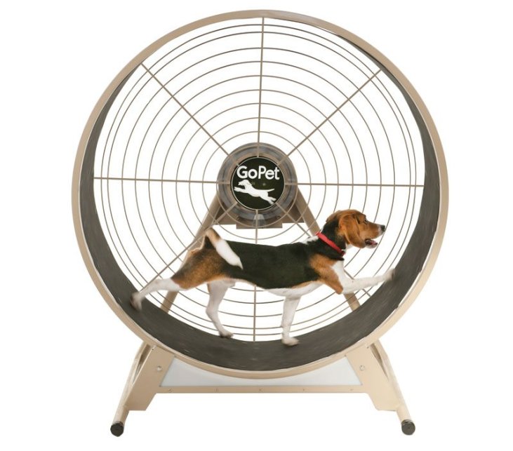 exercise wheel for dogs