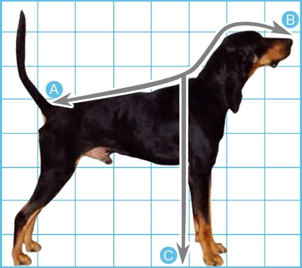 do puppy paws determine size